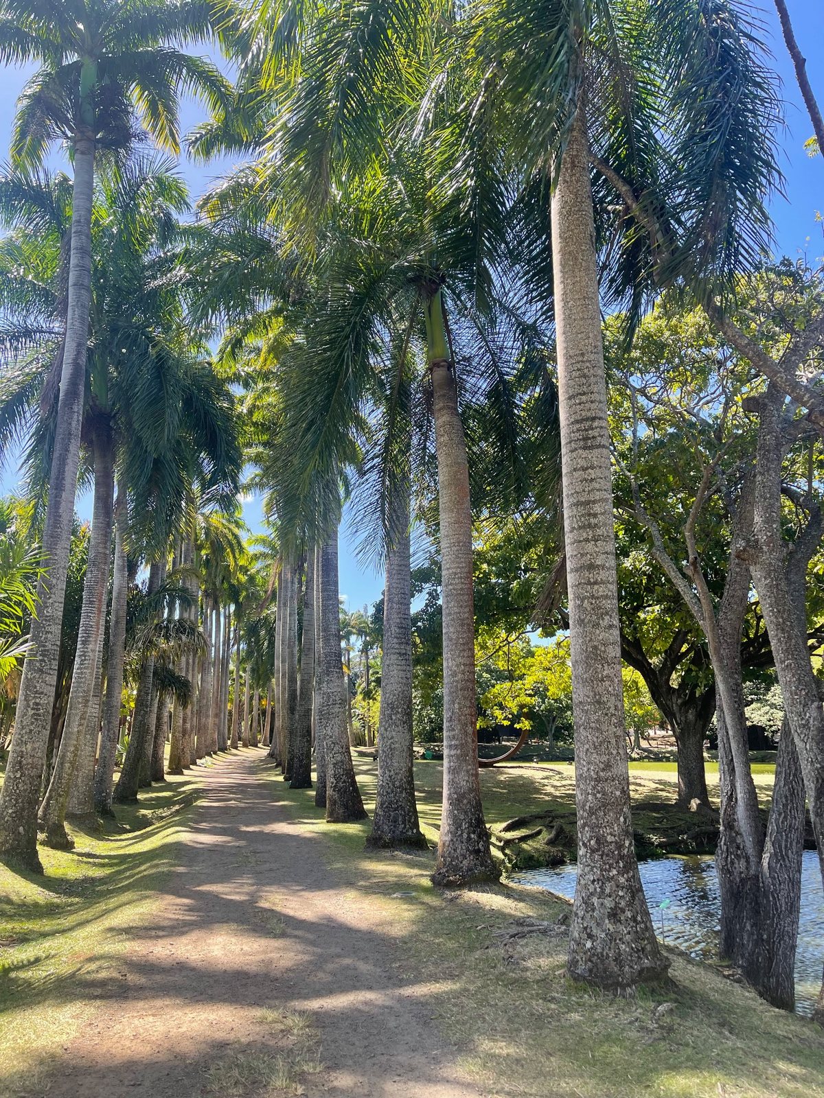 Allée de palmiers de l’Habitation Clément en Martinique